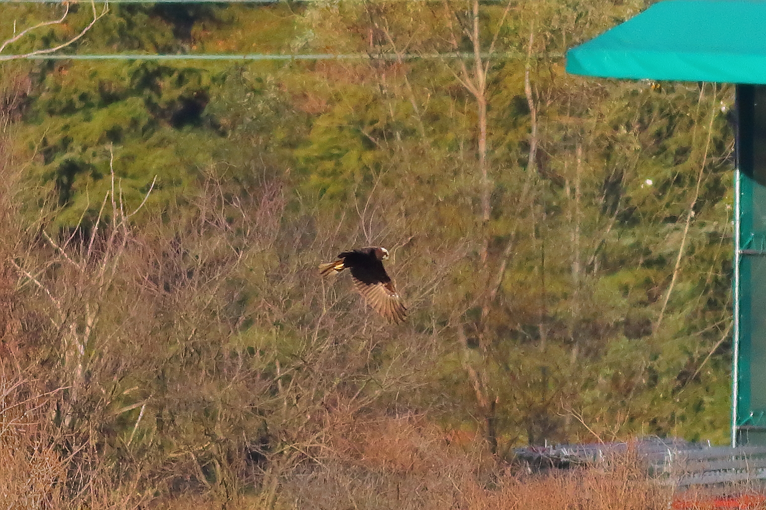 Marsh Harrier F 16-12-2023