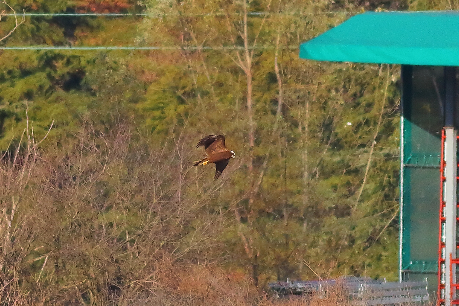 Marsh Harrier F 16-12-2023