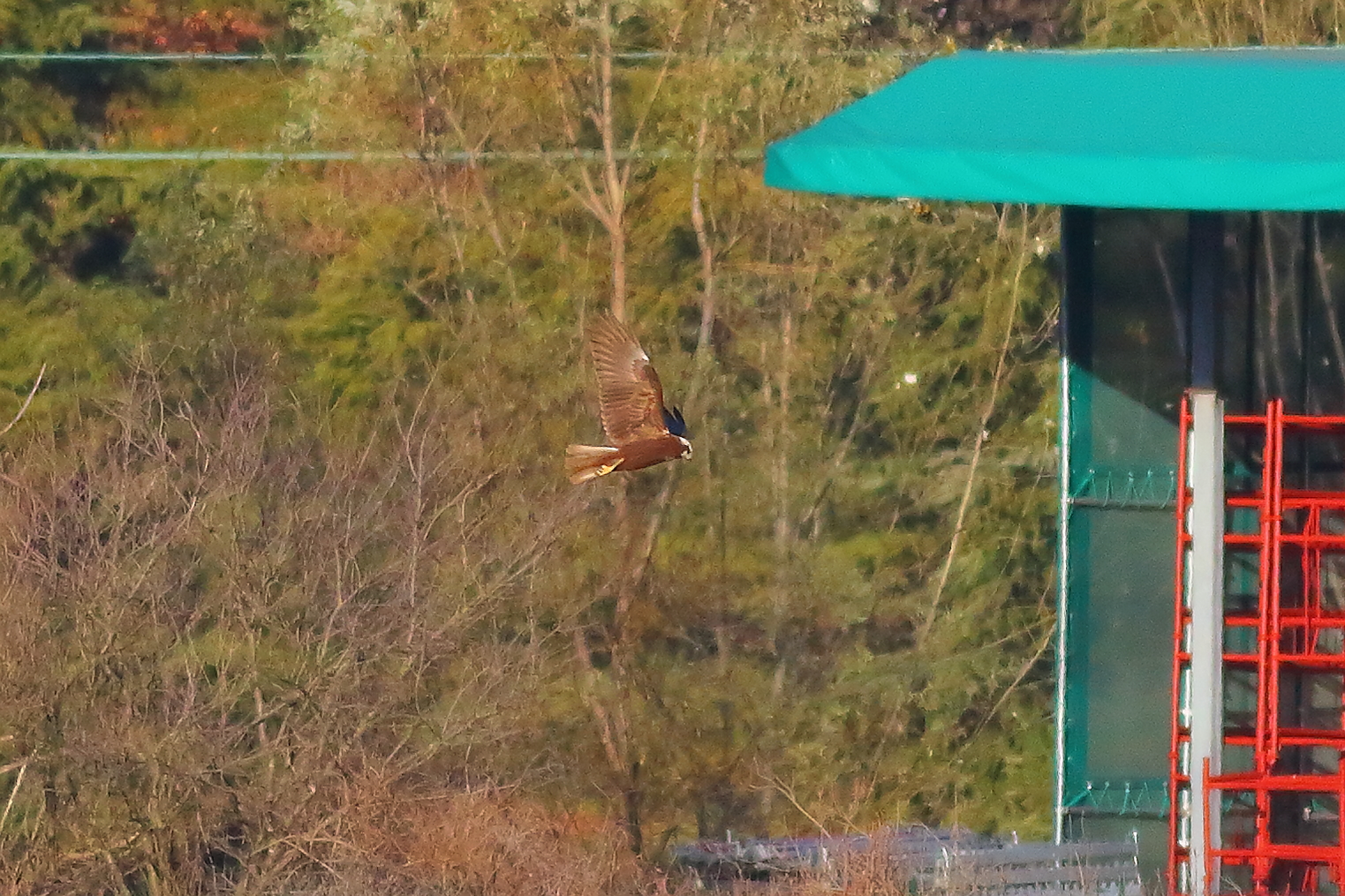 Marsh Harrier F 16-12-2023