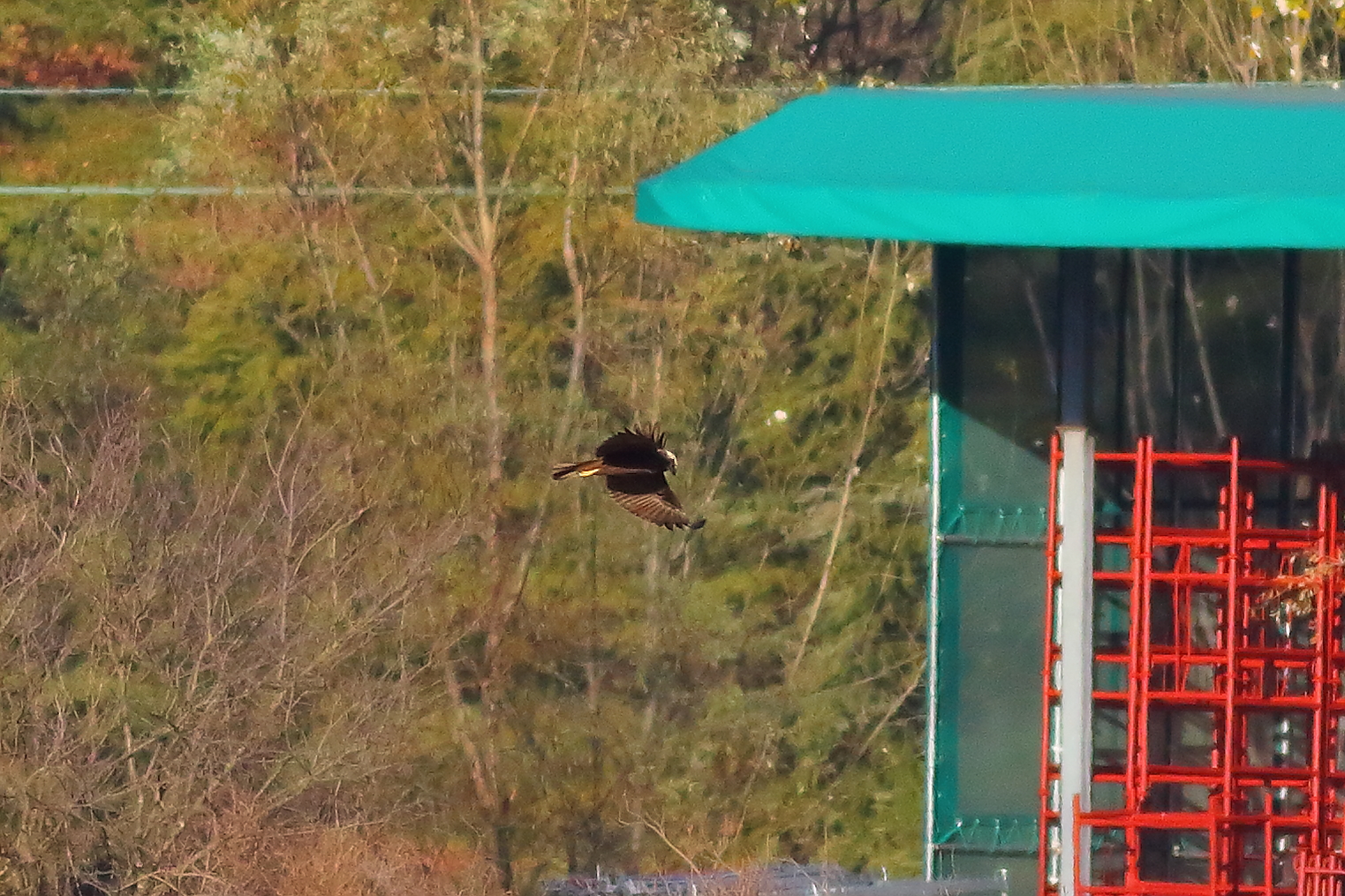 Marsh Harrier F 16-12-2023