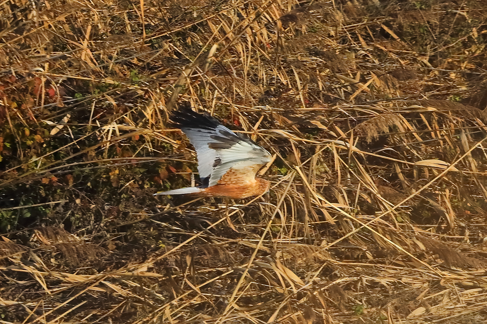 Marsh Harrier M 14-12-2023