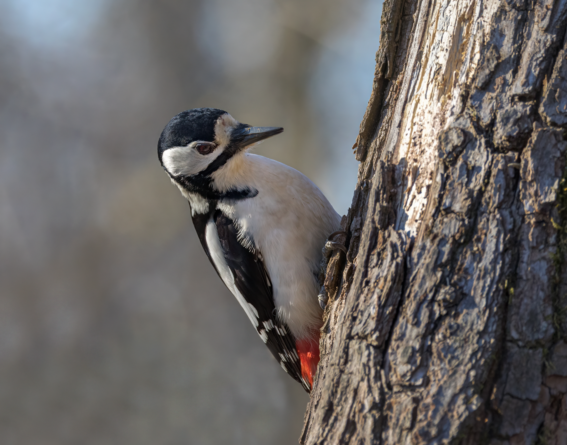 Picchio rosso maggiore