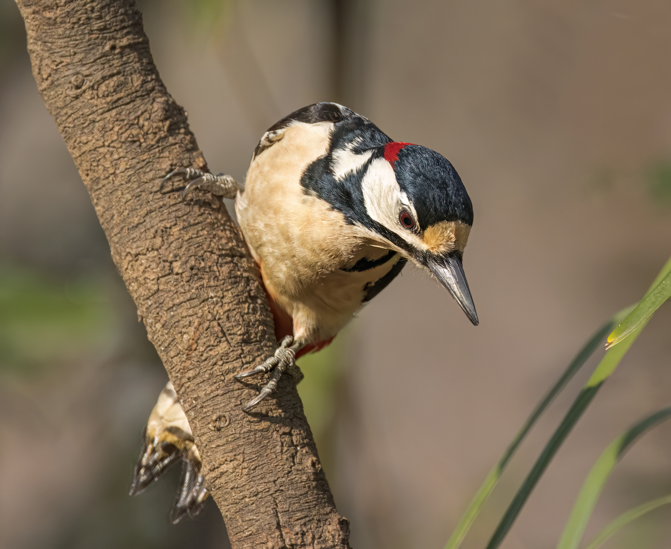 Picchio rosso maggiore