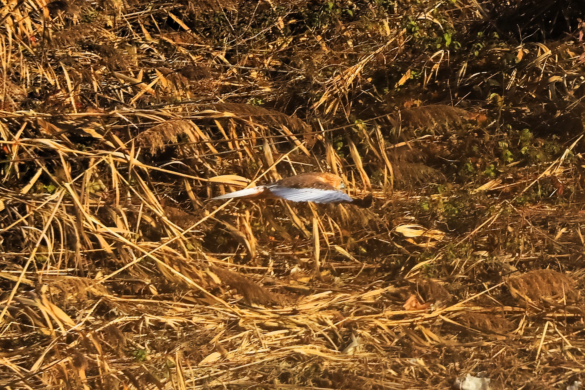 Marsh Harrier M 14-12-2023