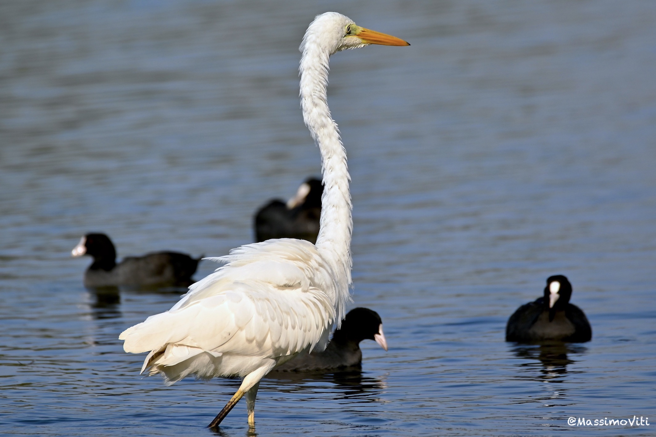 Airone bianco maggiore ... arruffato