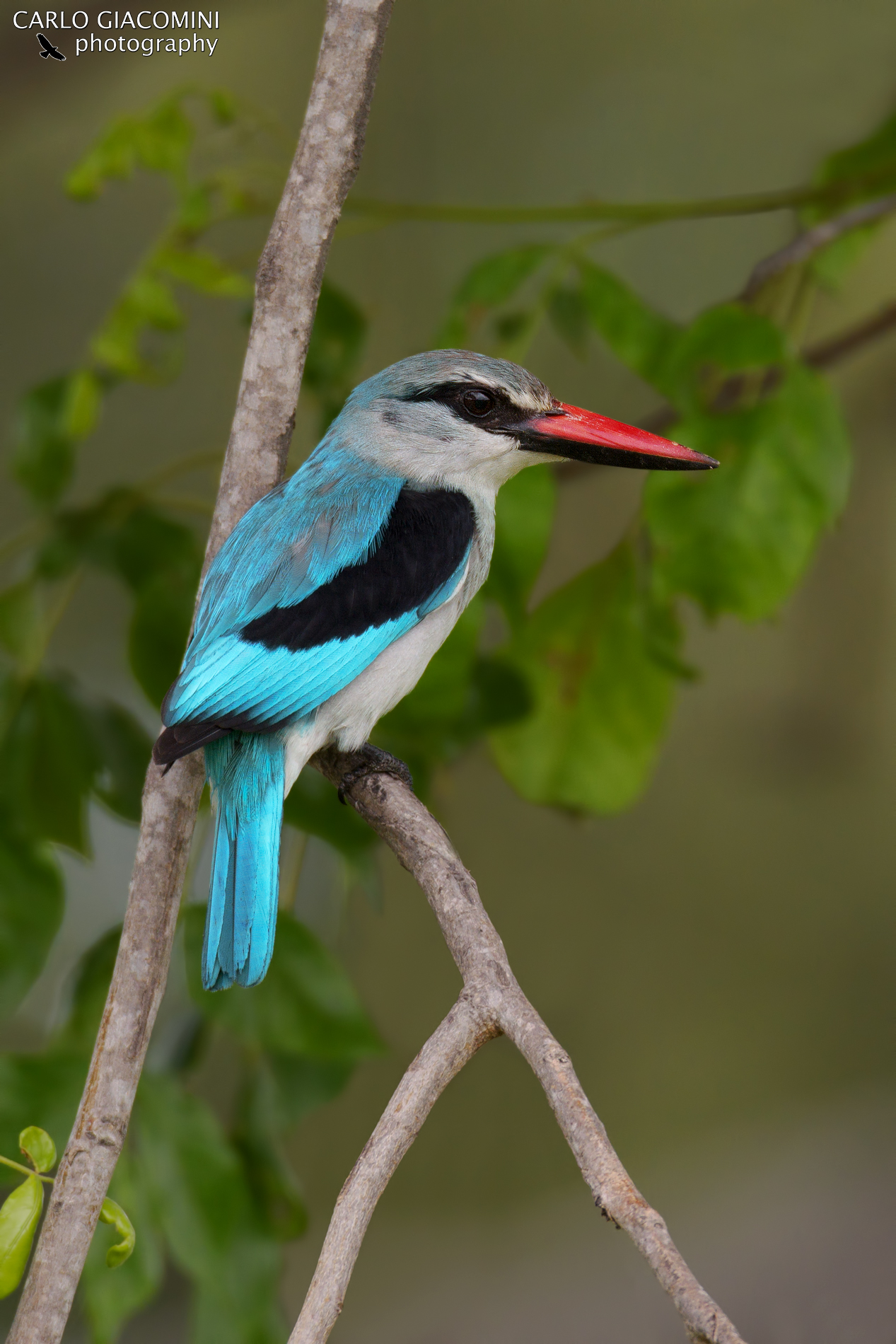 Martin pescatore dei boschi