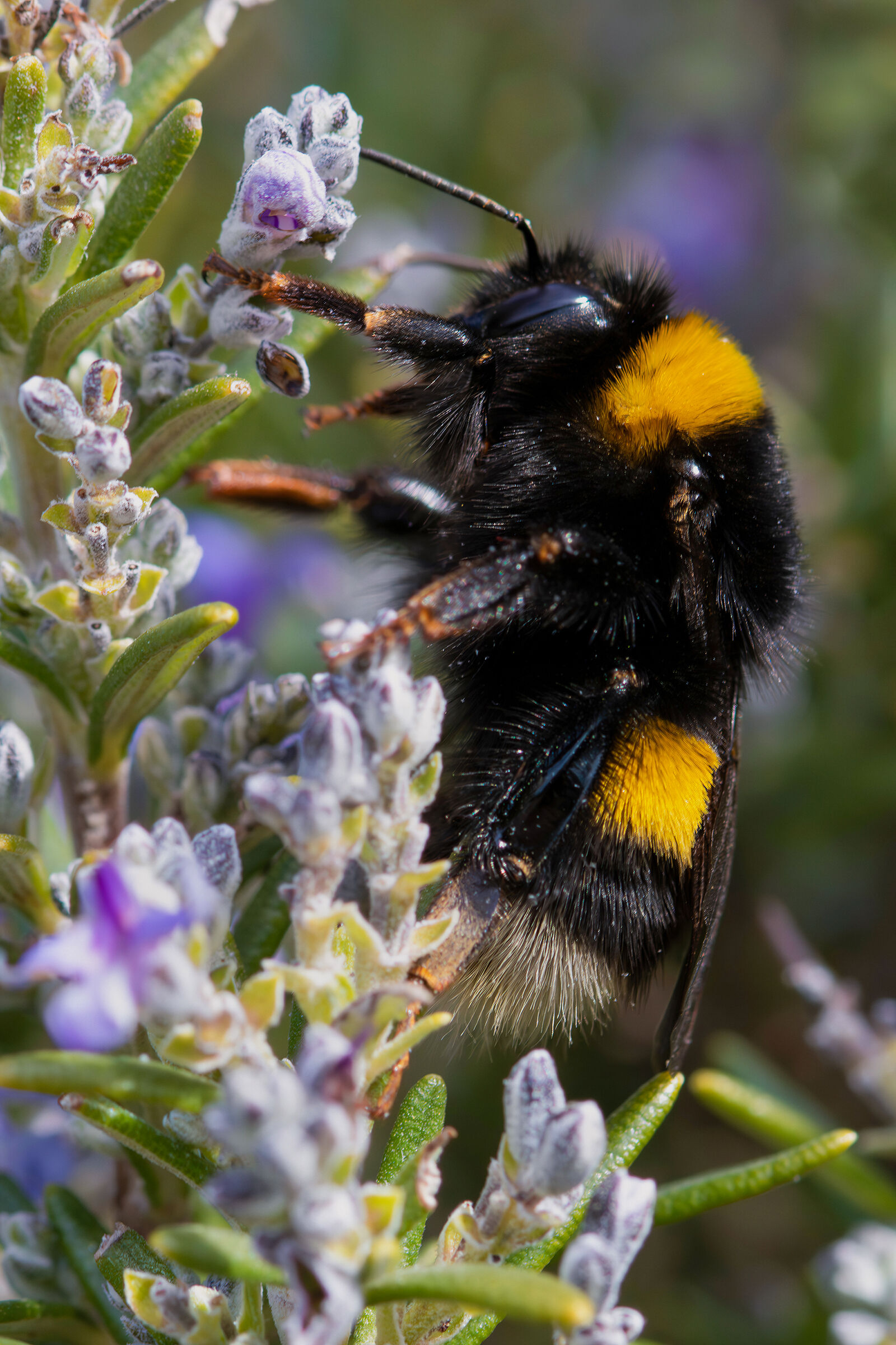 Bombus sp. Gr. terrestris