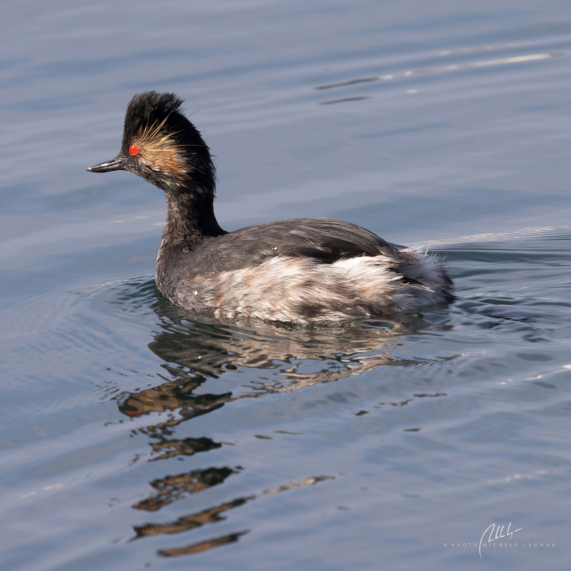 Podiceps nigricollis (svasso piccolo)