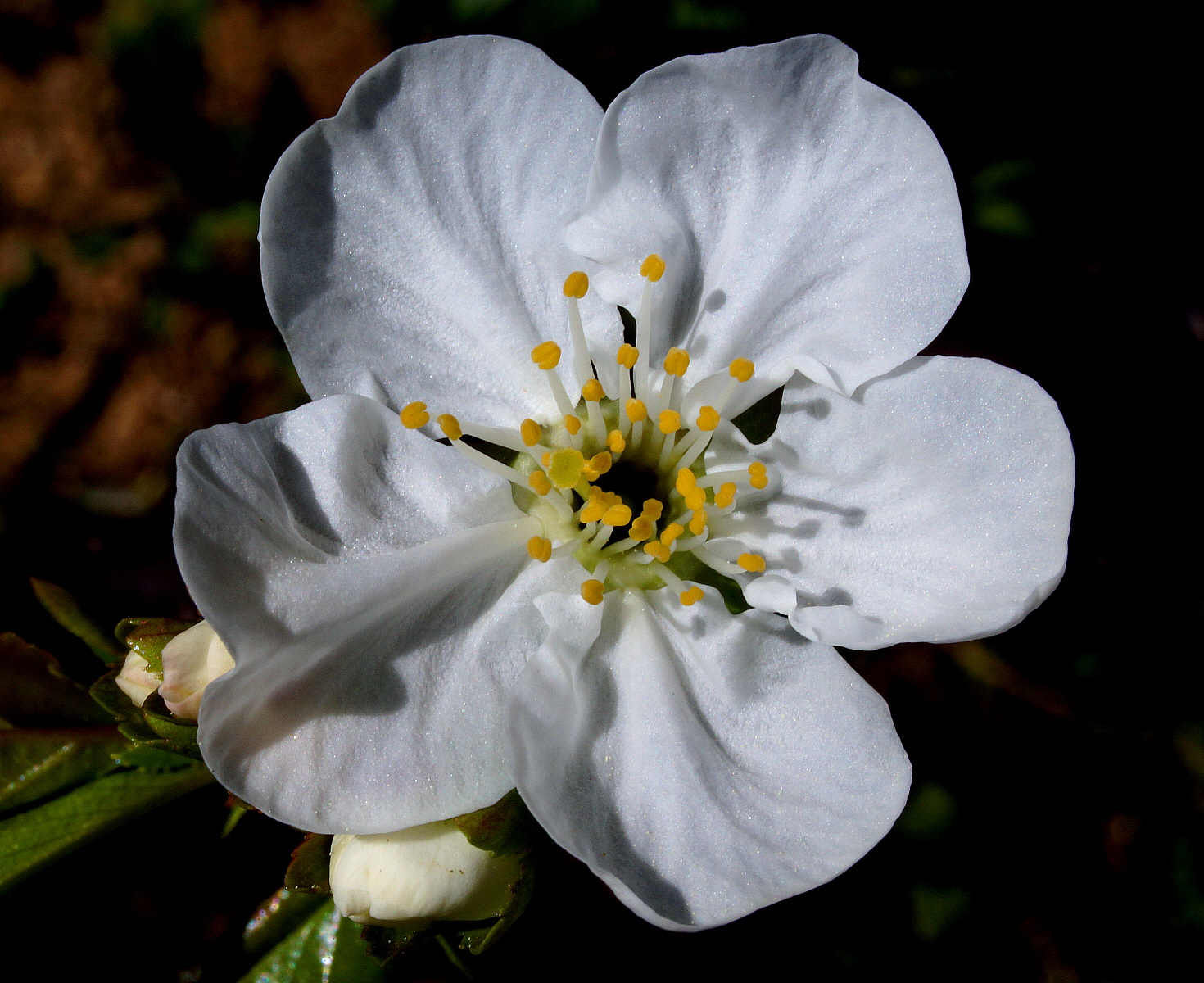 Prima della ciliegia!