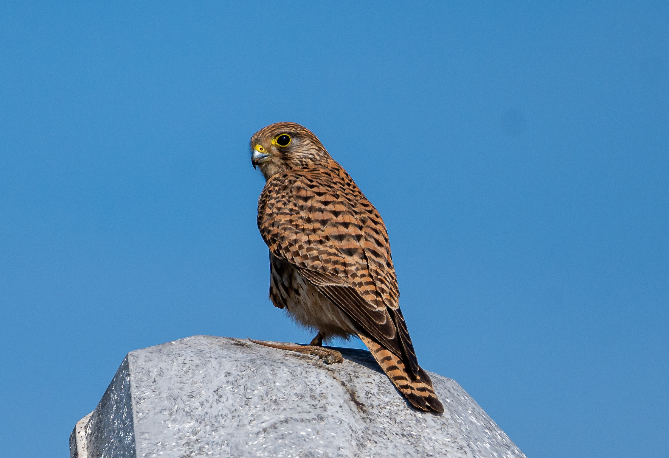 Female kestrel with small prey