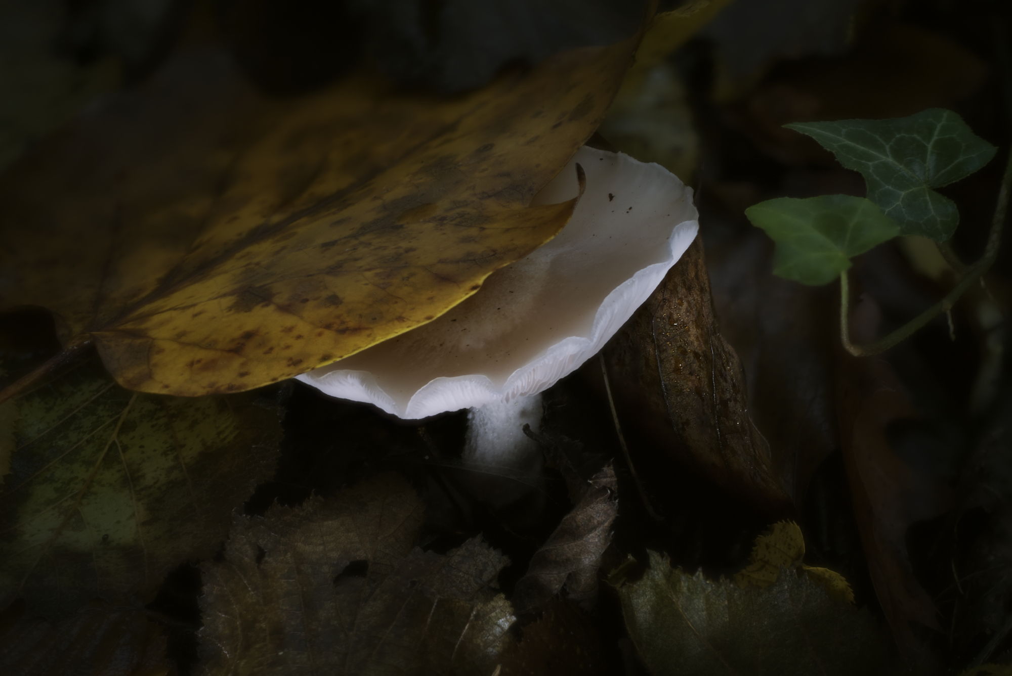 Mushroom1