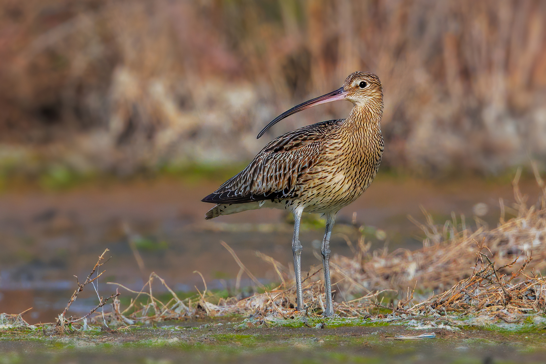 Ccccchhhiurrr.... looooooo