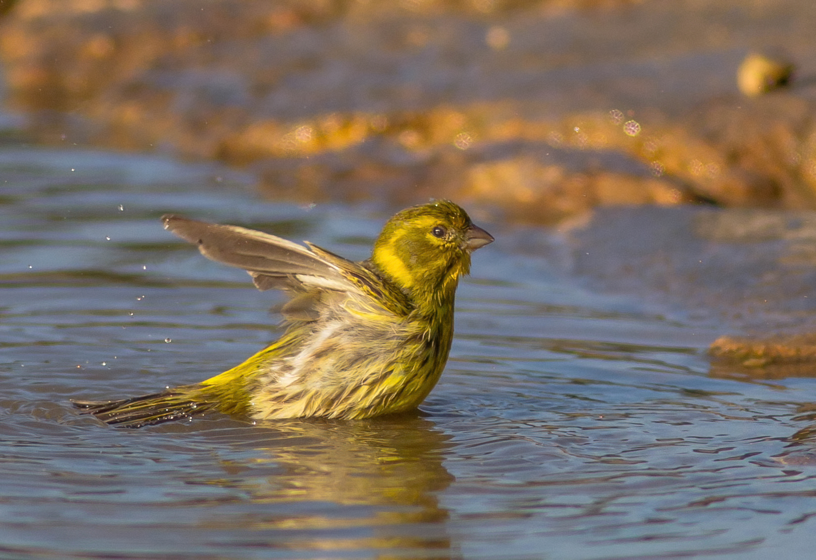 Vezellino al bagnetto