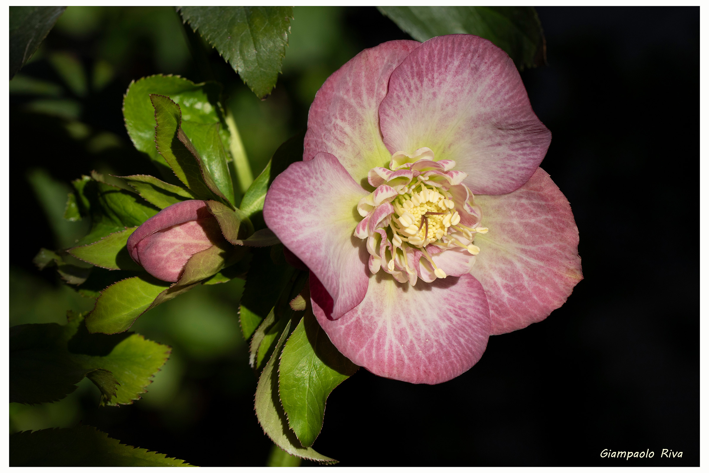 Helleborus hybridus rosa