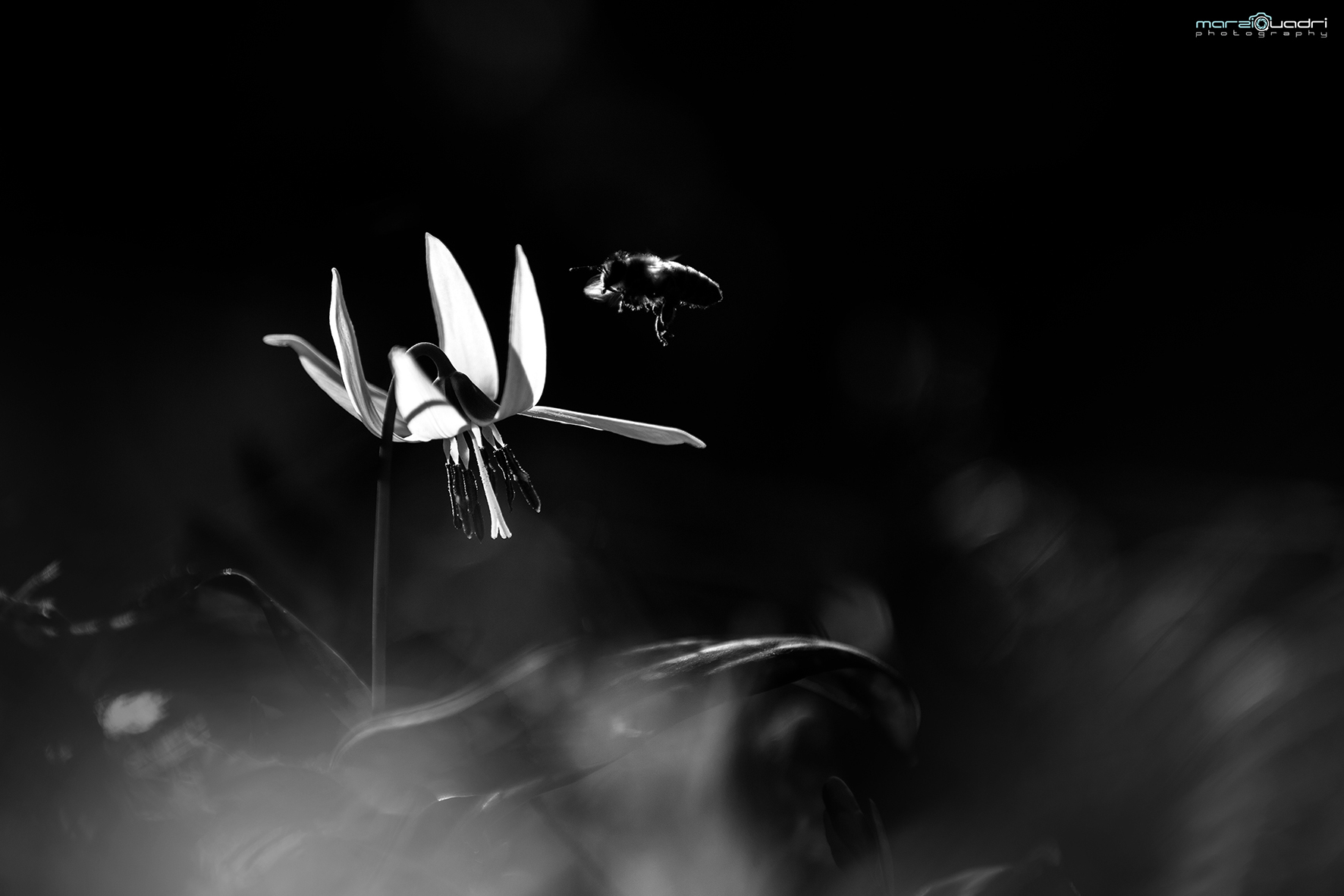 Exceptional transport 3