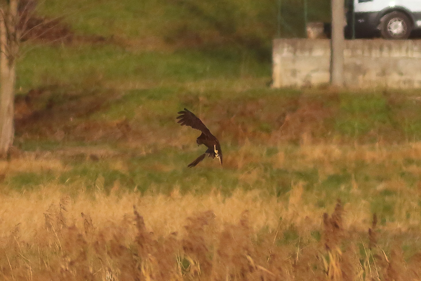 Marsh Harrier F 19-12-2023