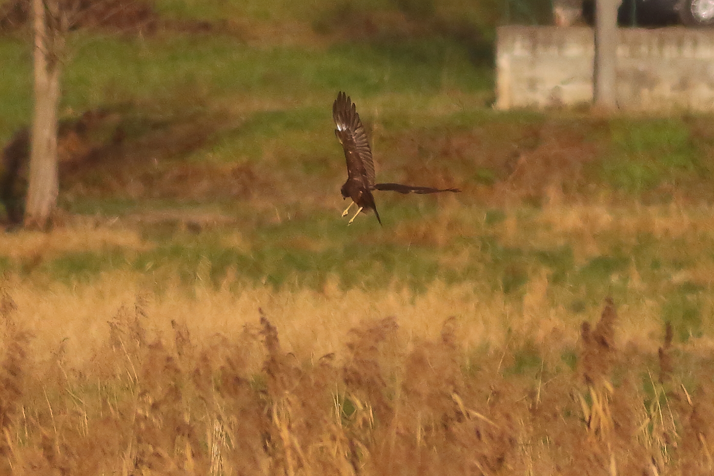 Marsh Harrier F 19-12-2023