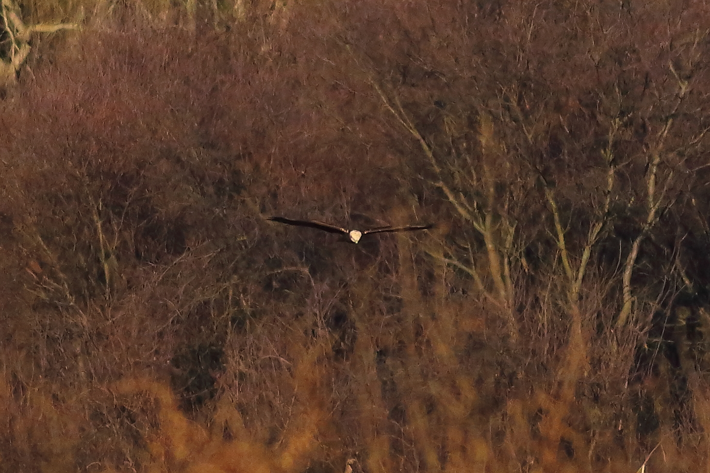 Marsh Harrier F 19-12-2023