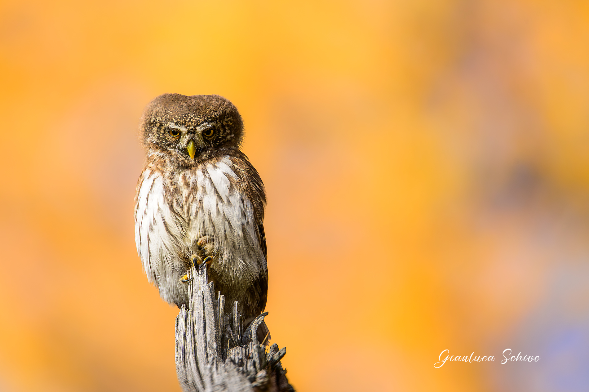 Tra i larici autunnali