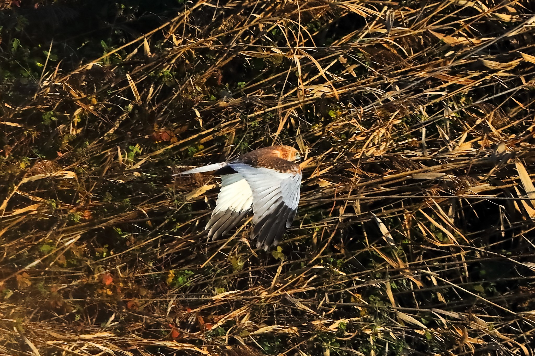 Marsh Harrier M 14-12-2023