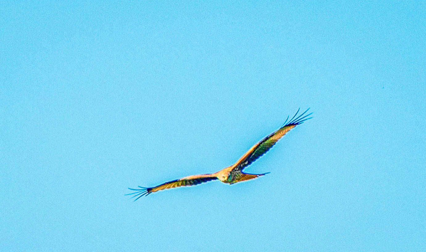 Red kite