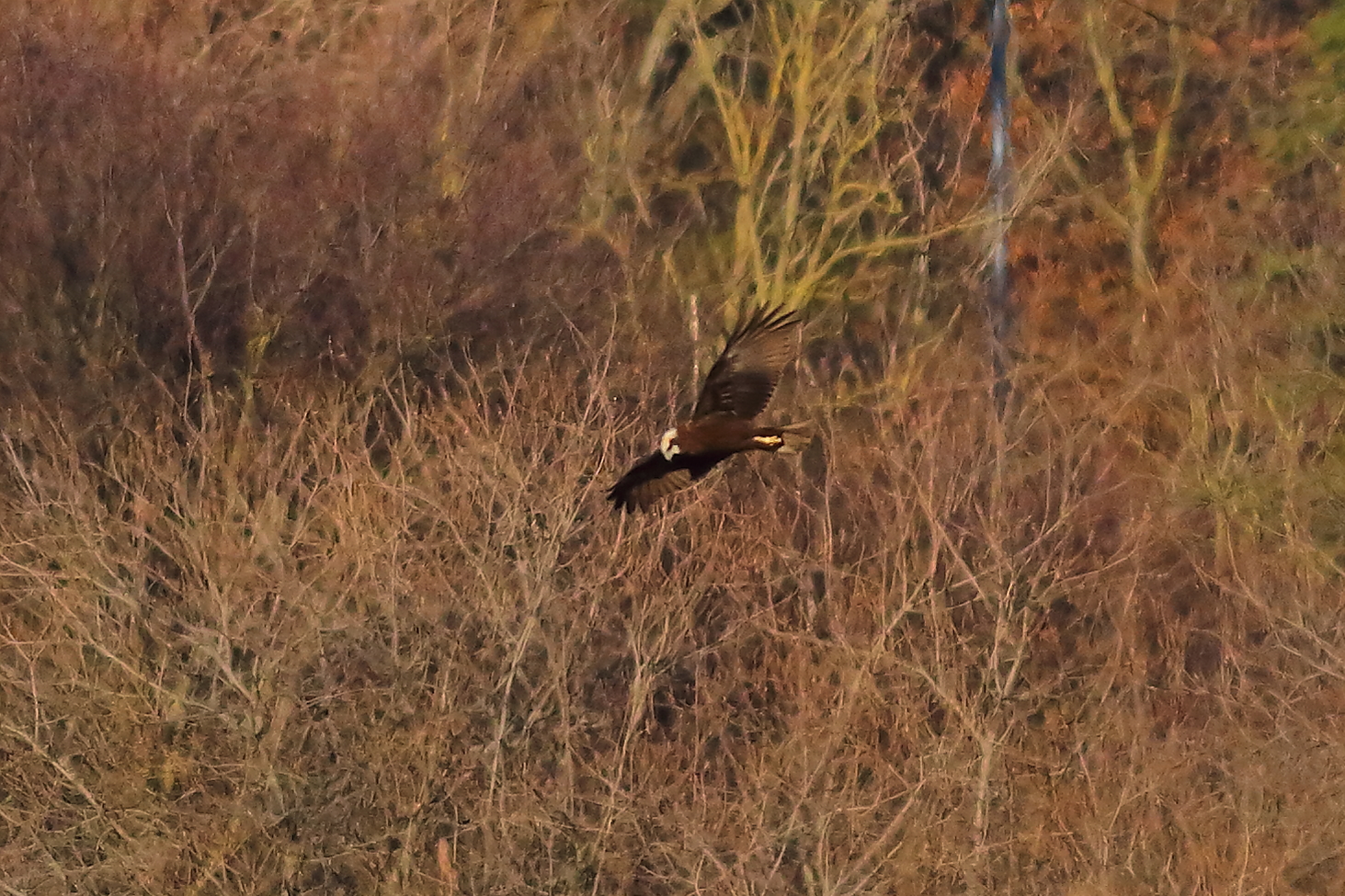Marsh Harrier F 19-12-2023