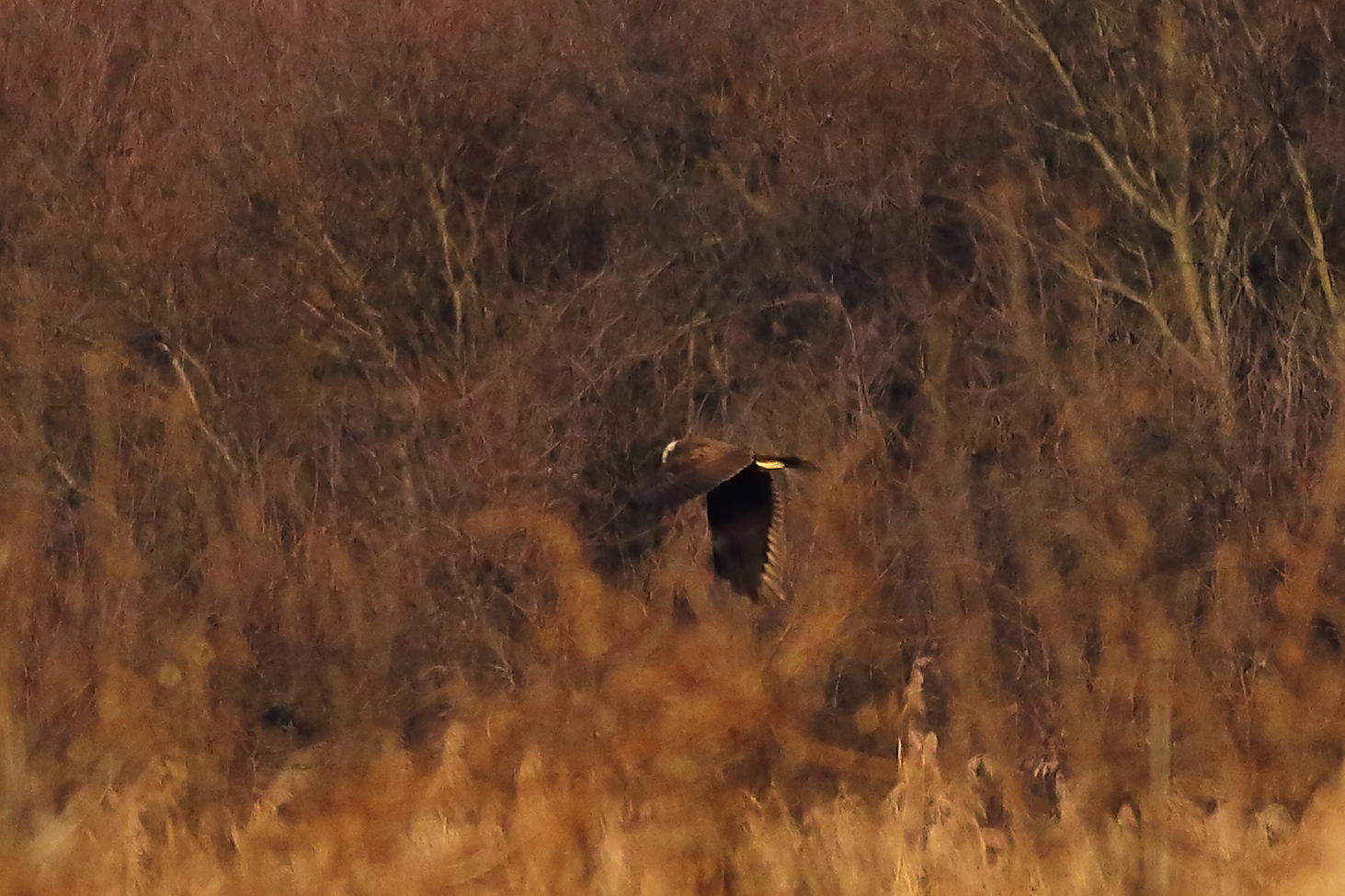 Marsh Harrier F 19-12-2023