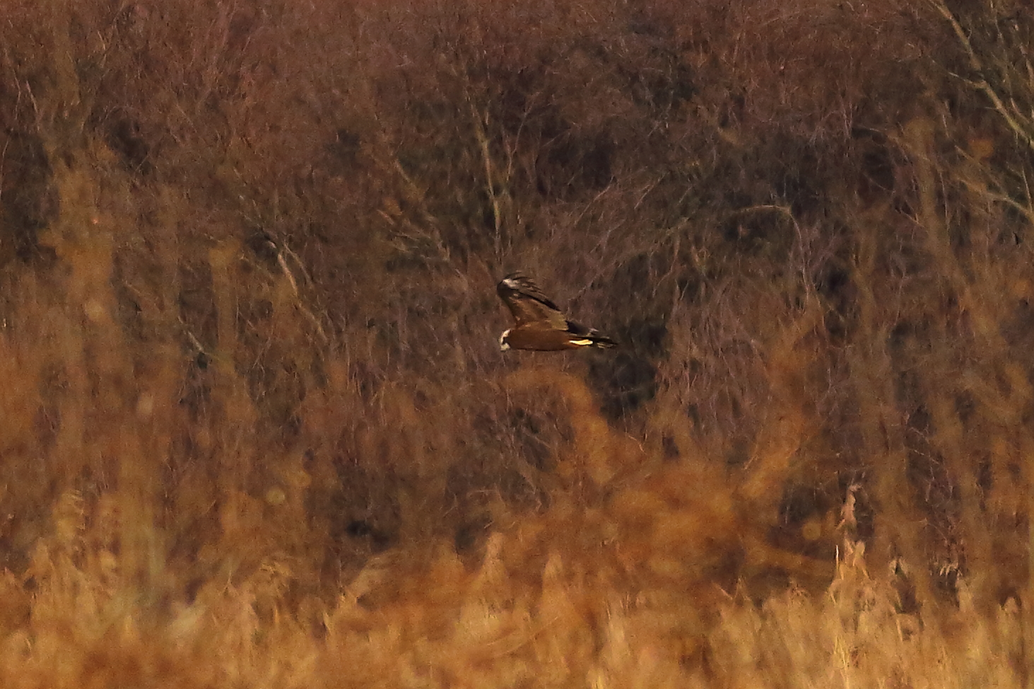 Marsh Harrier F 19-12-2023