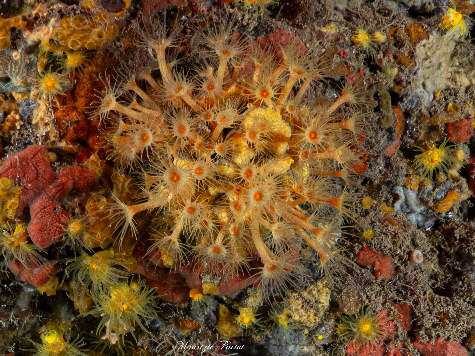 margherite di mare