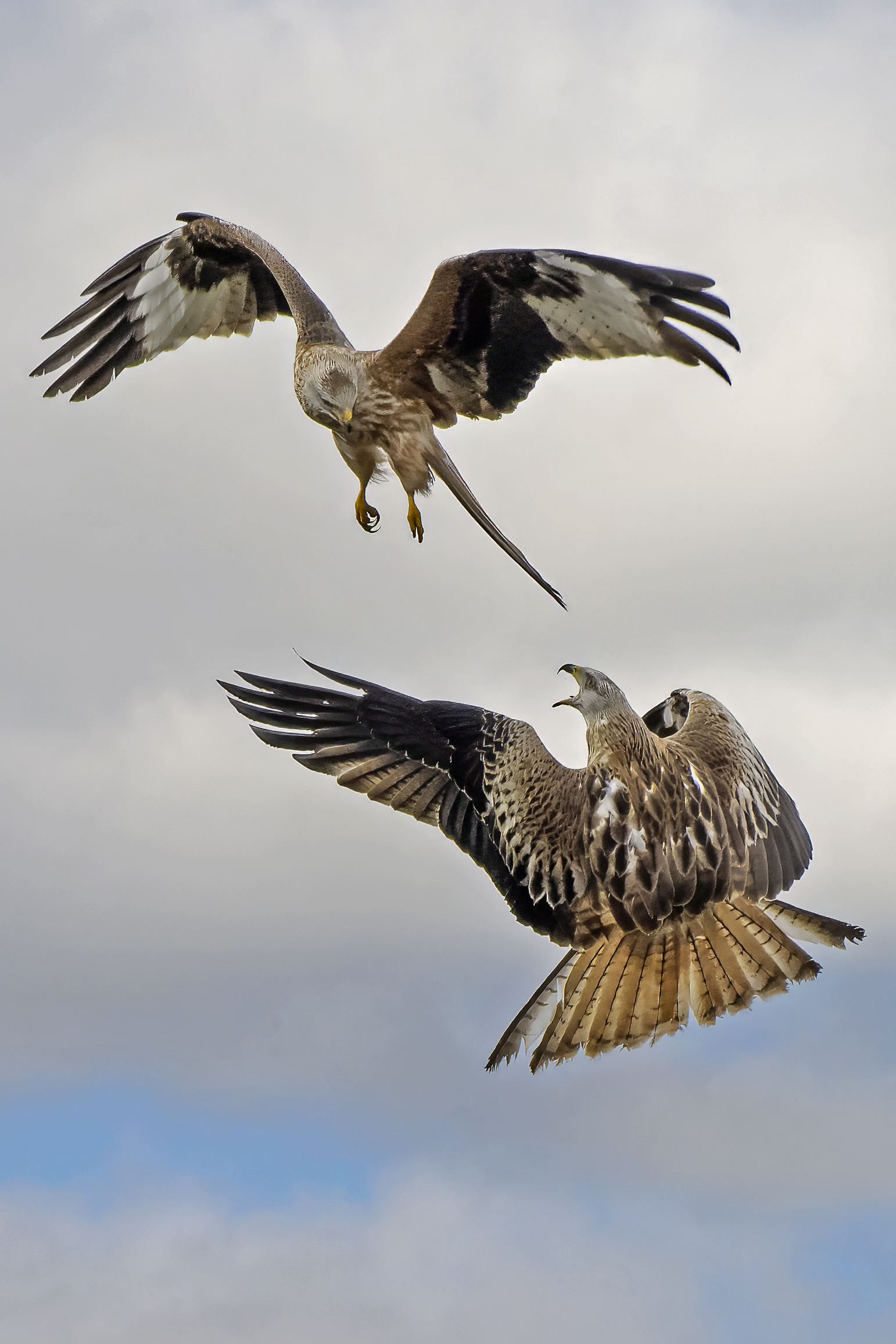 Steak at high altitude among kites