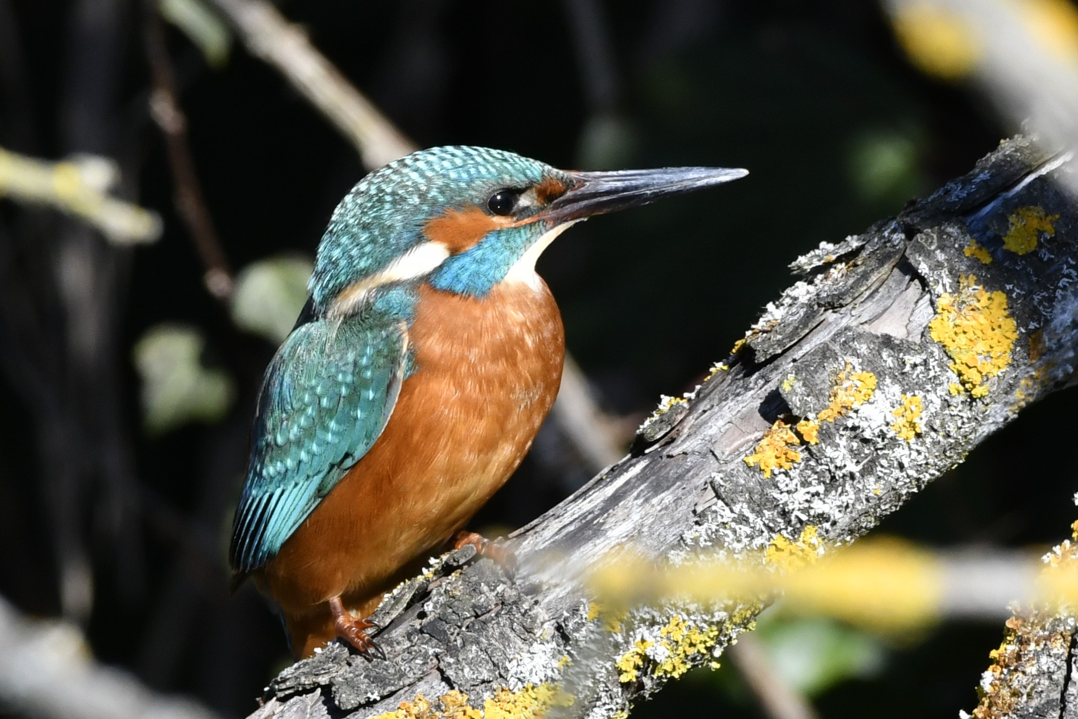 Male Kingfisher