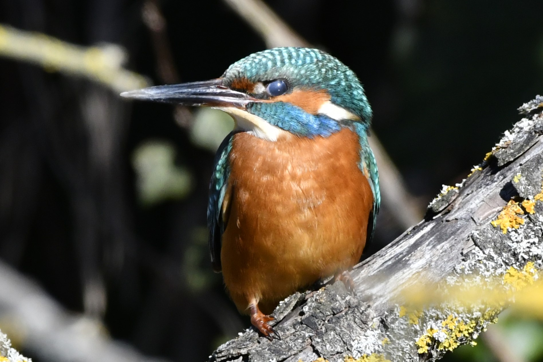 Martin with lowered nictitating ocular membrane