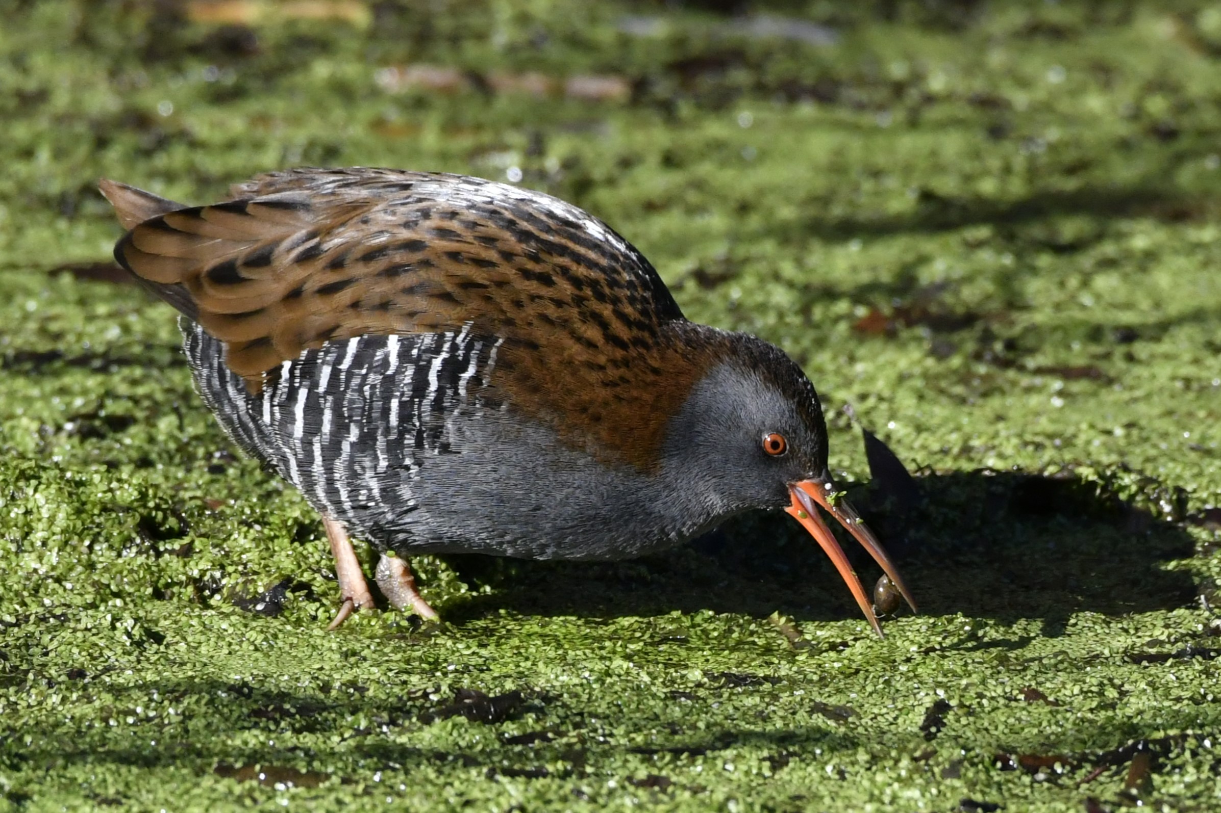 Water rail