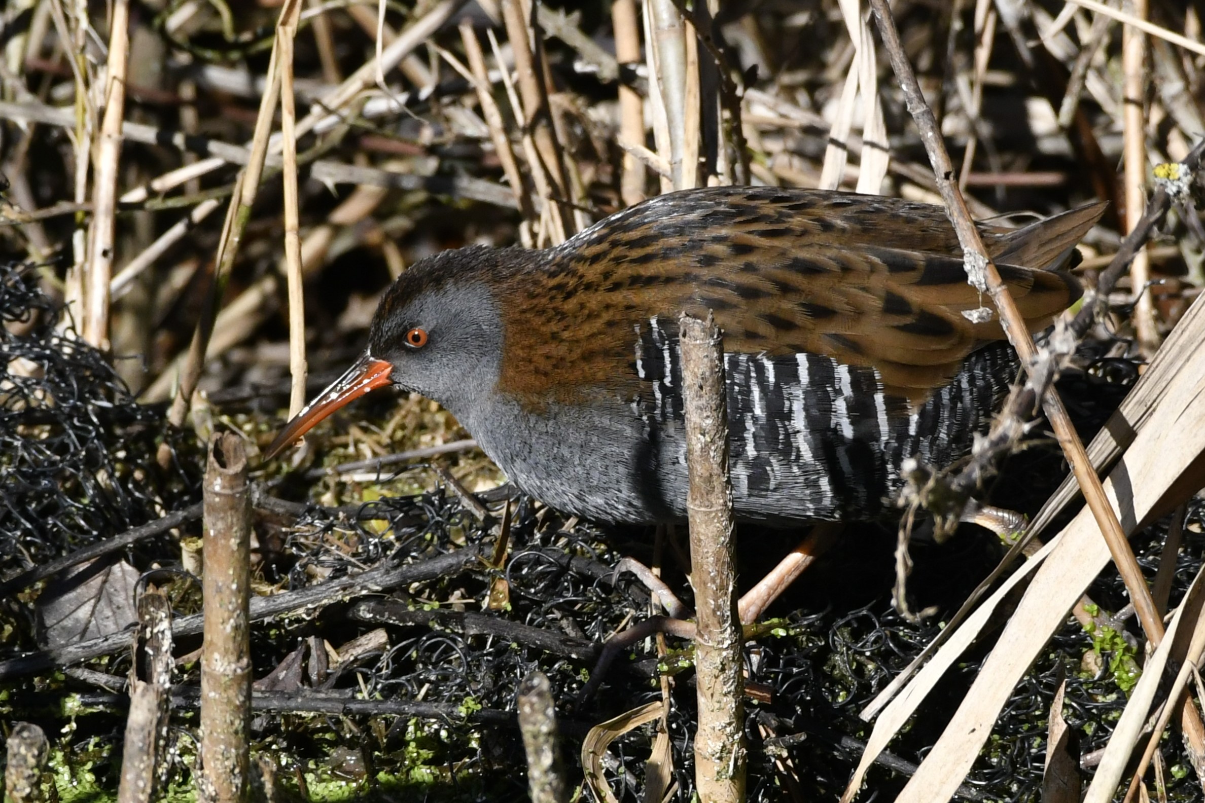 Water rail in the reeds