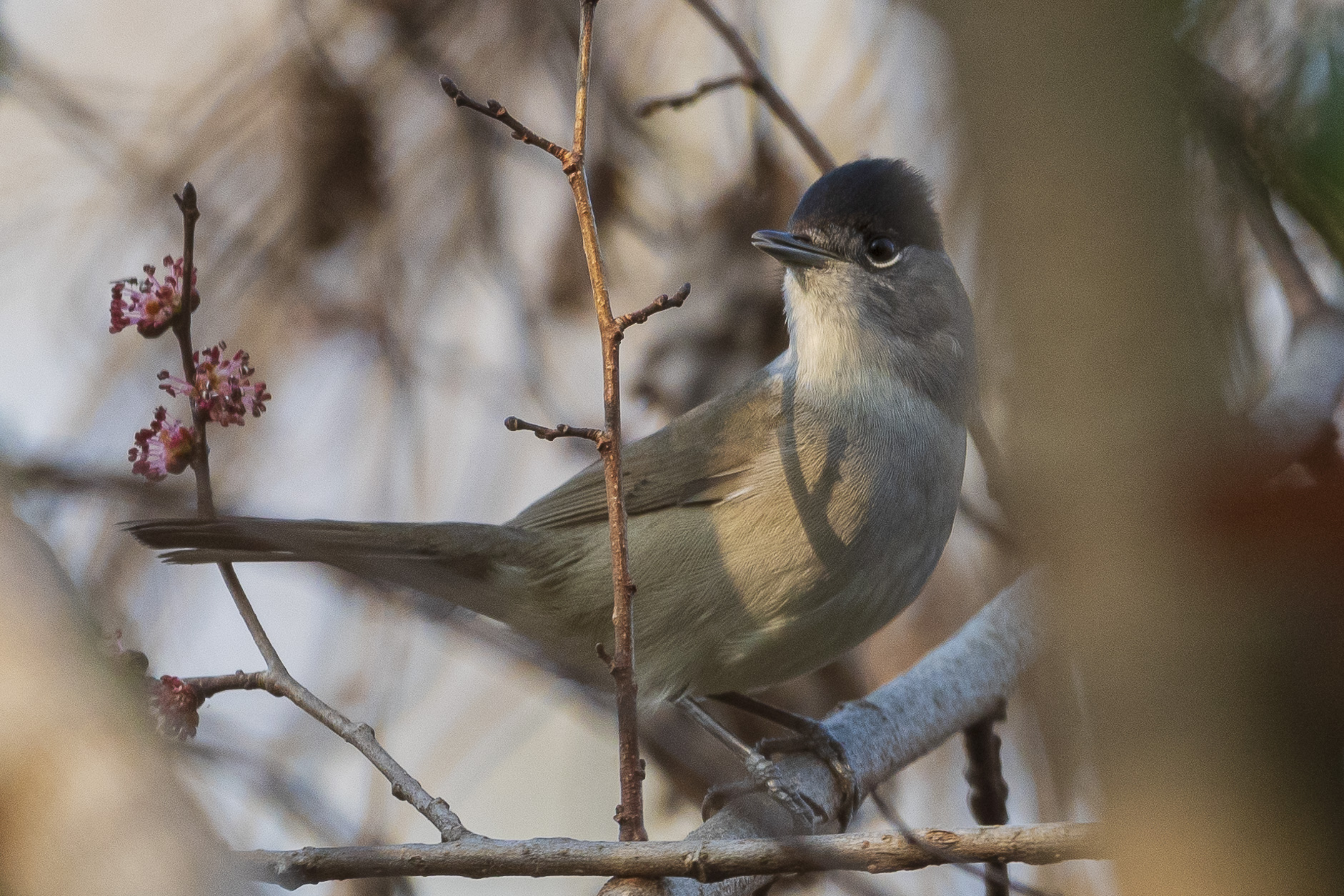 Blackcap M