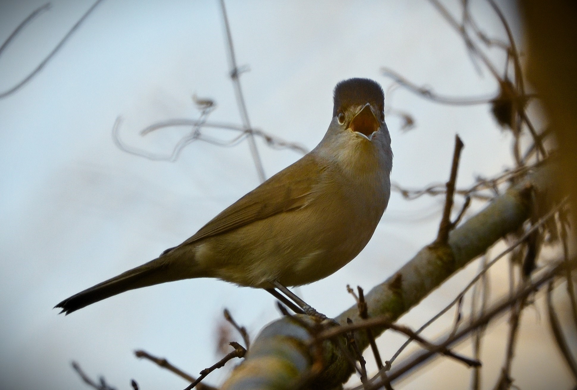 ... Can you feel it!? (blackcap)