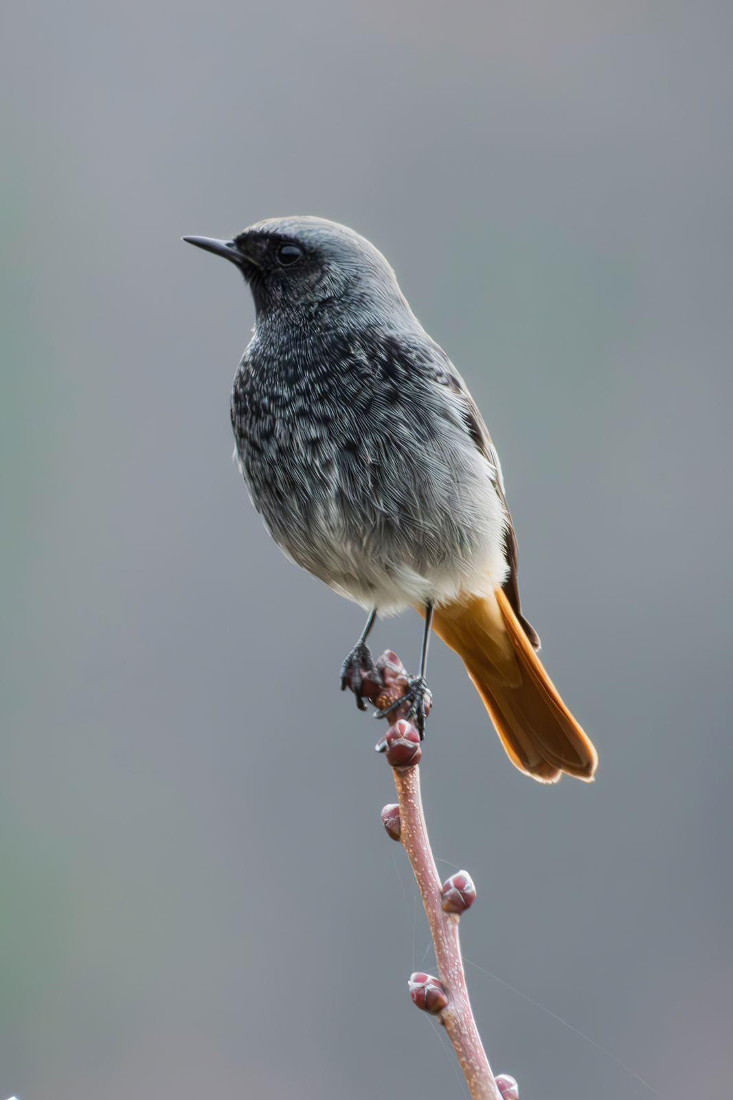 Codirosso di montagna