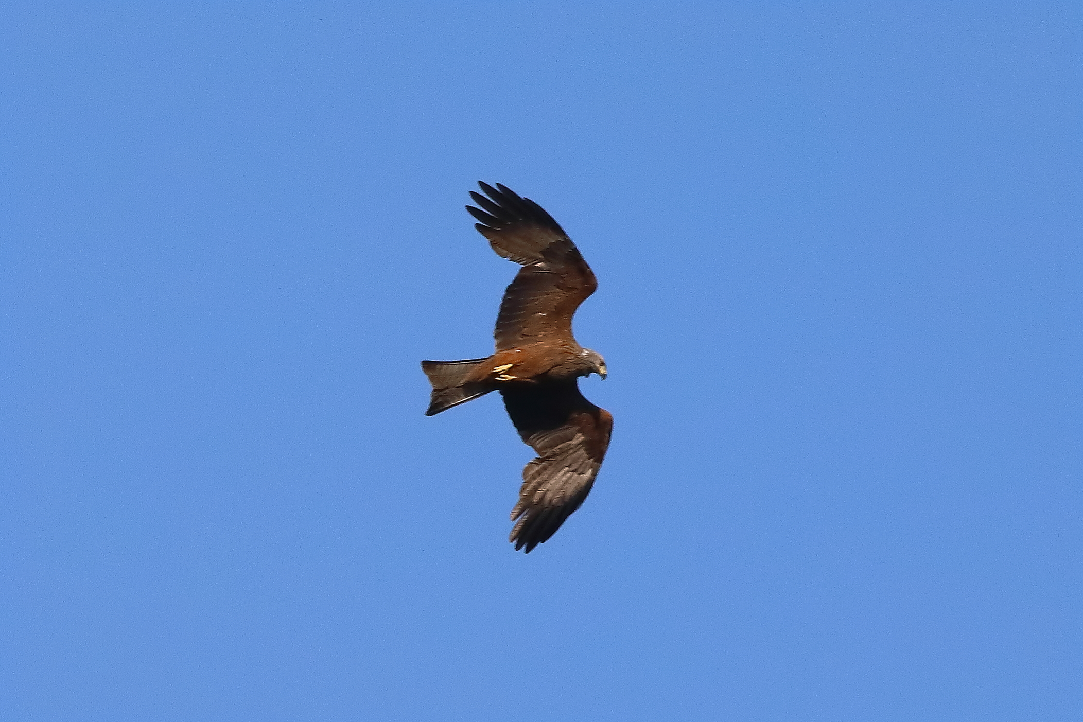 Black Kite 06 June 2023