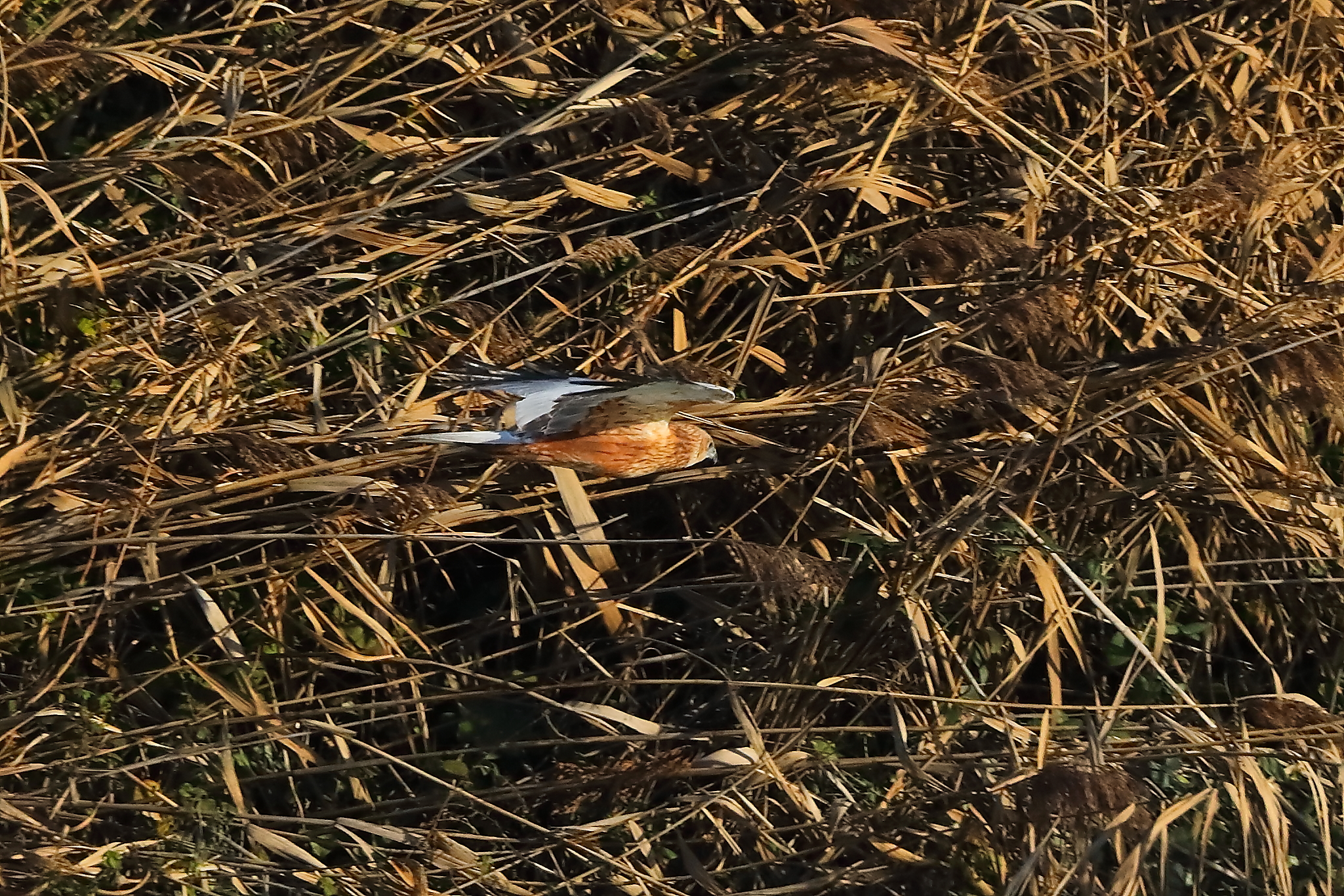 Marsh Harrier M 14-12-2023