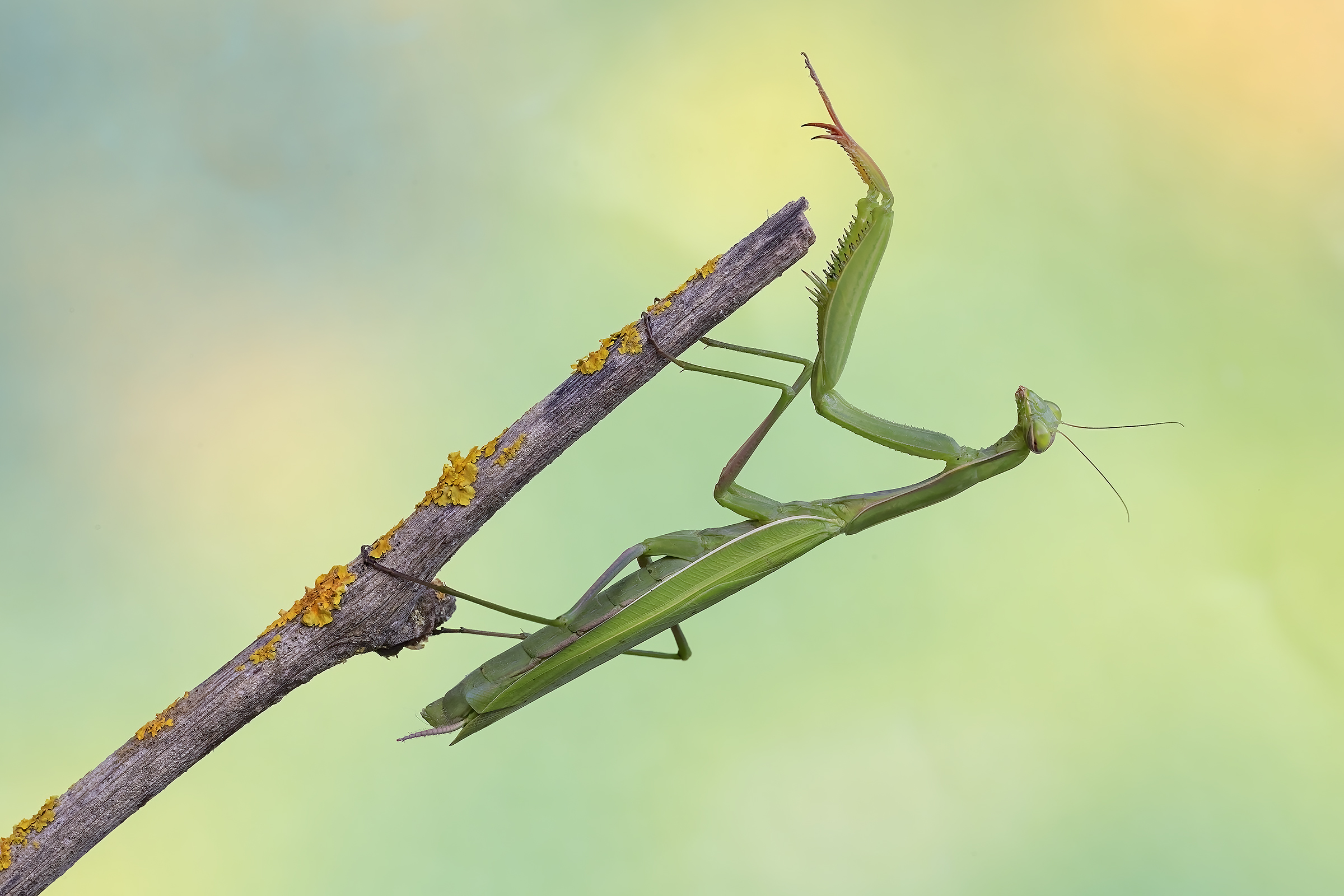 Mantis religiosa