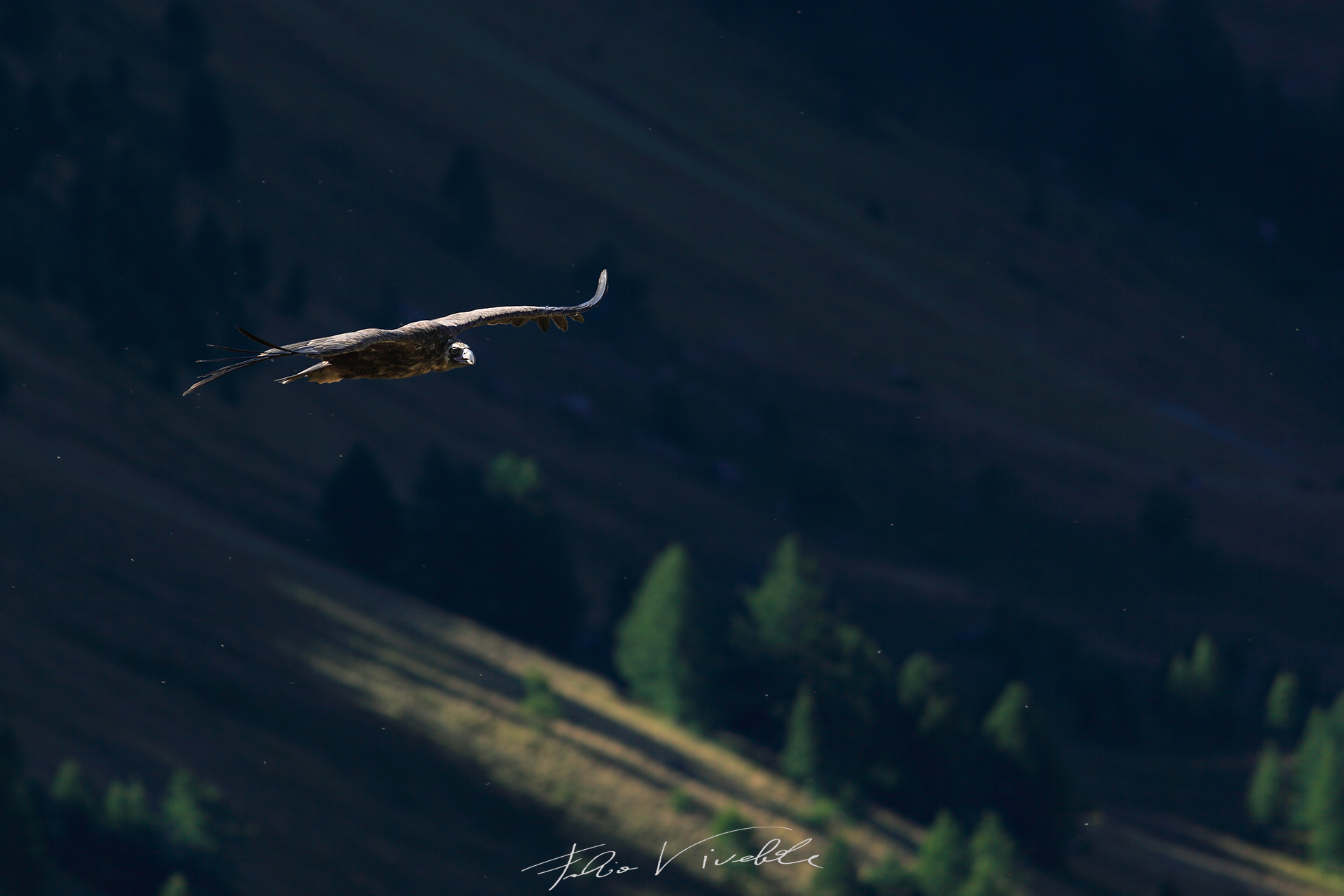 Monk vulture flying over the Mercantour