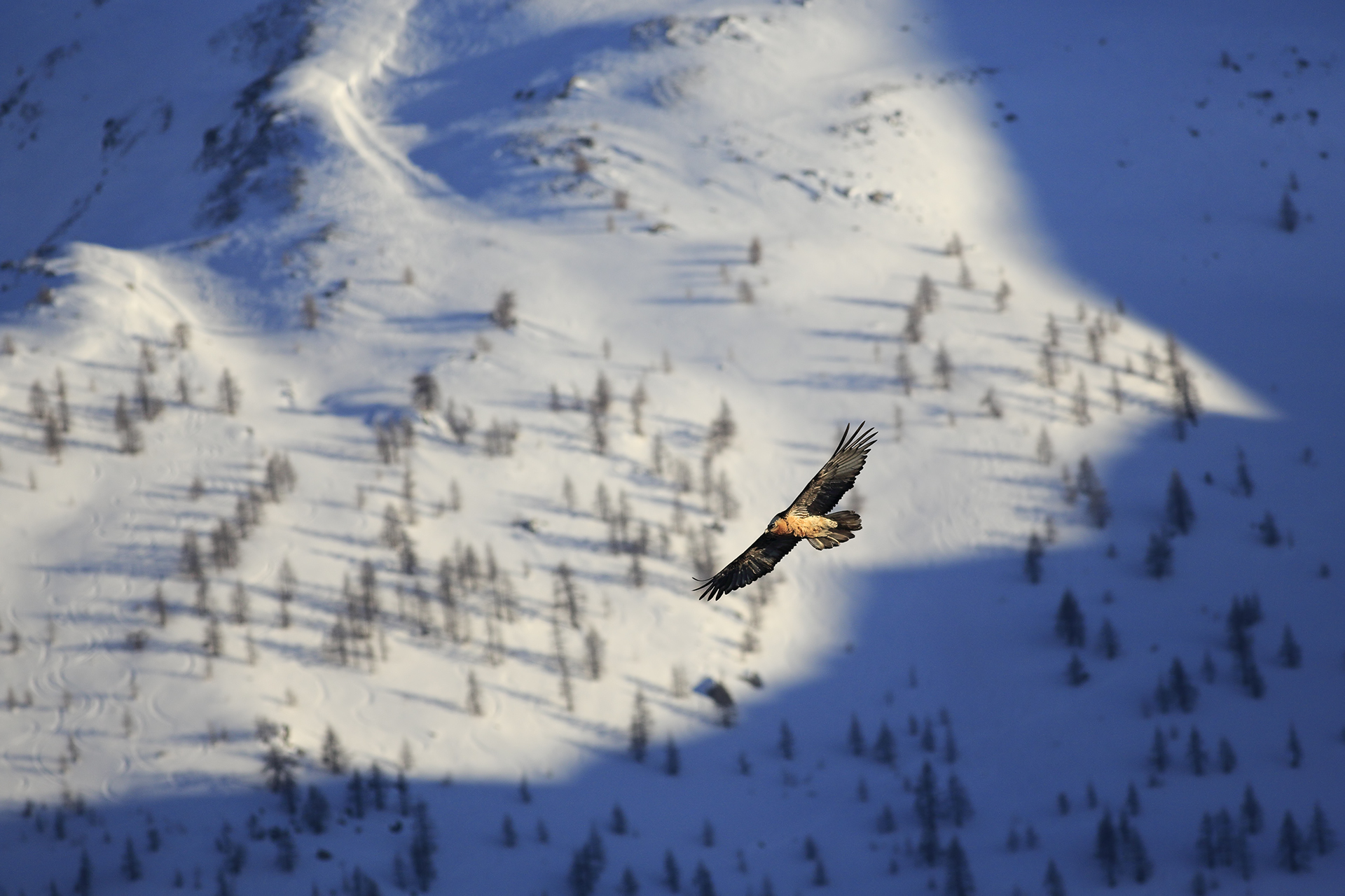 Bearded vulture in winter
