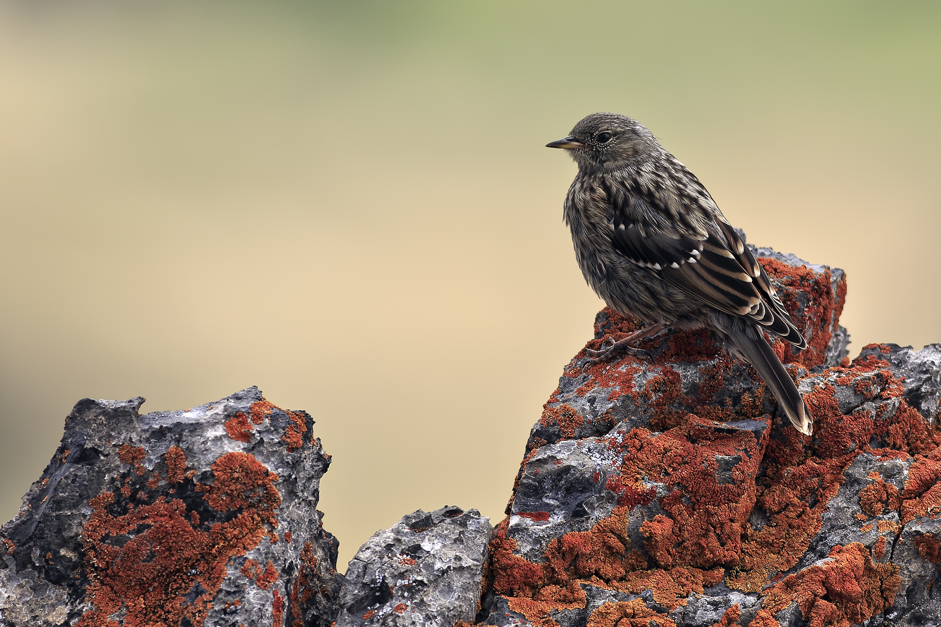 Alpine accentor