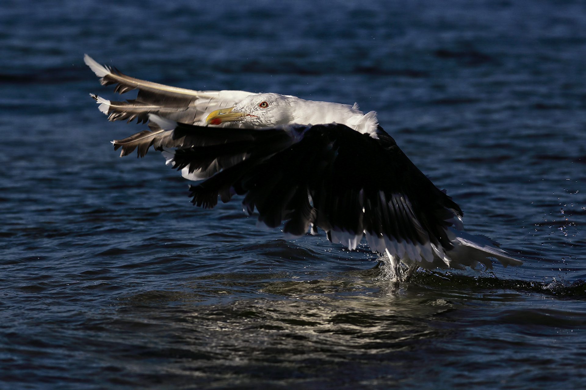 Great black-backed gull