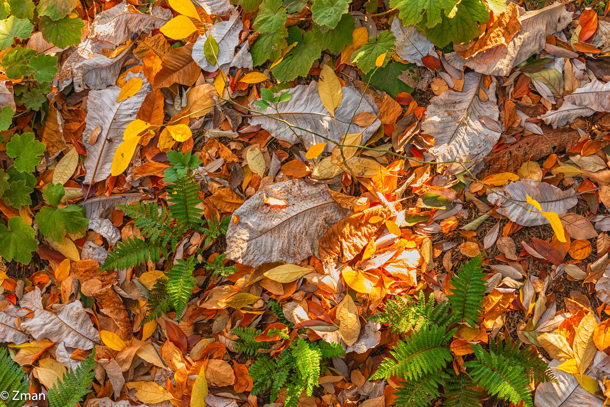 The High Line New York