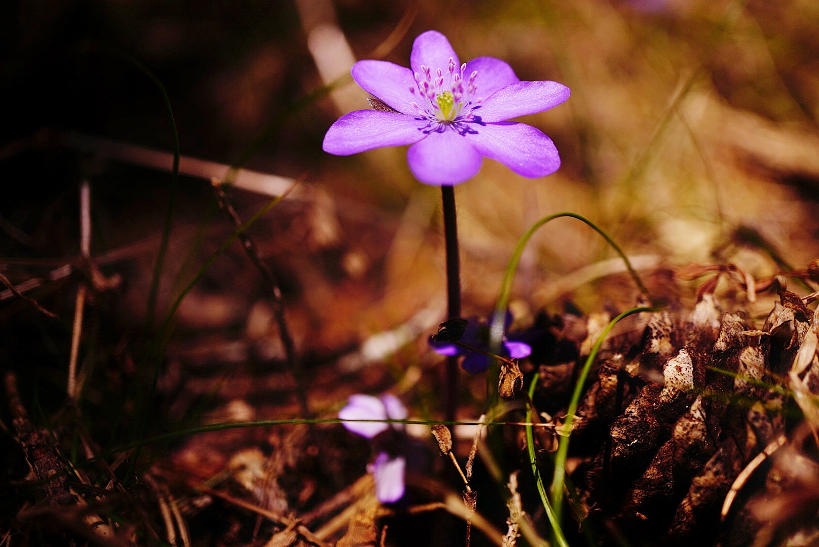 Hepatica nobilis