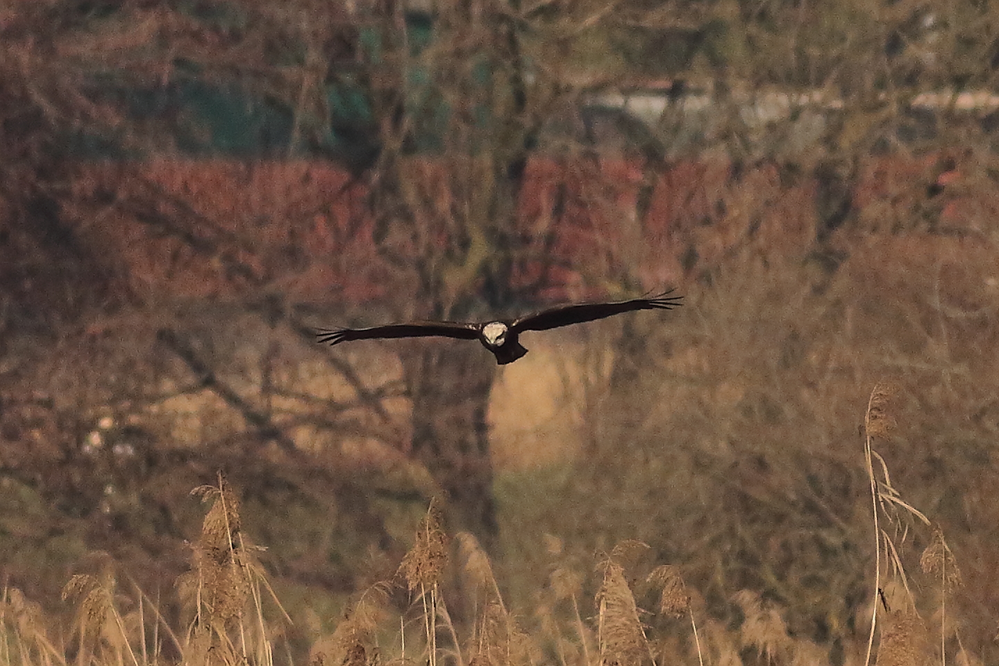 Marsh Harrier F 20-12-2023
