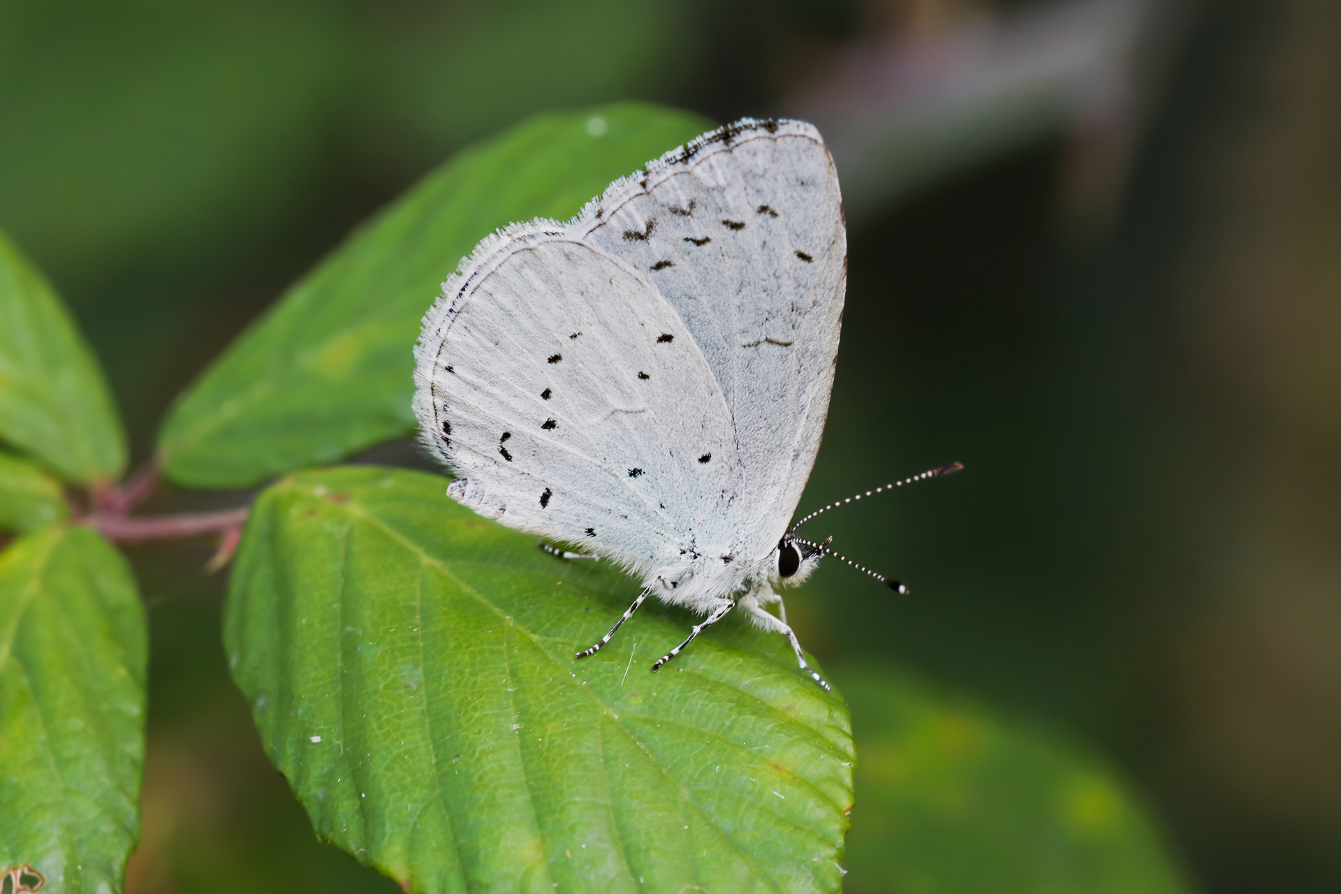 Celastrina argiolus