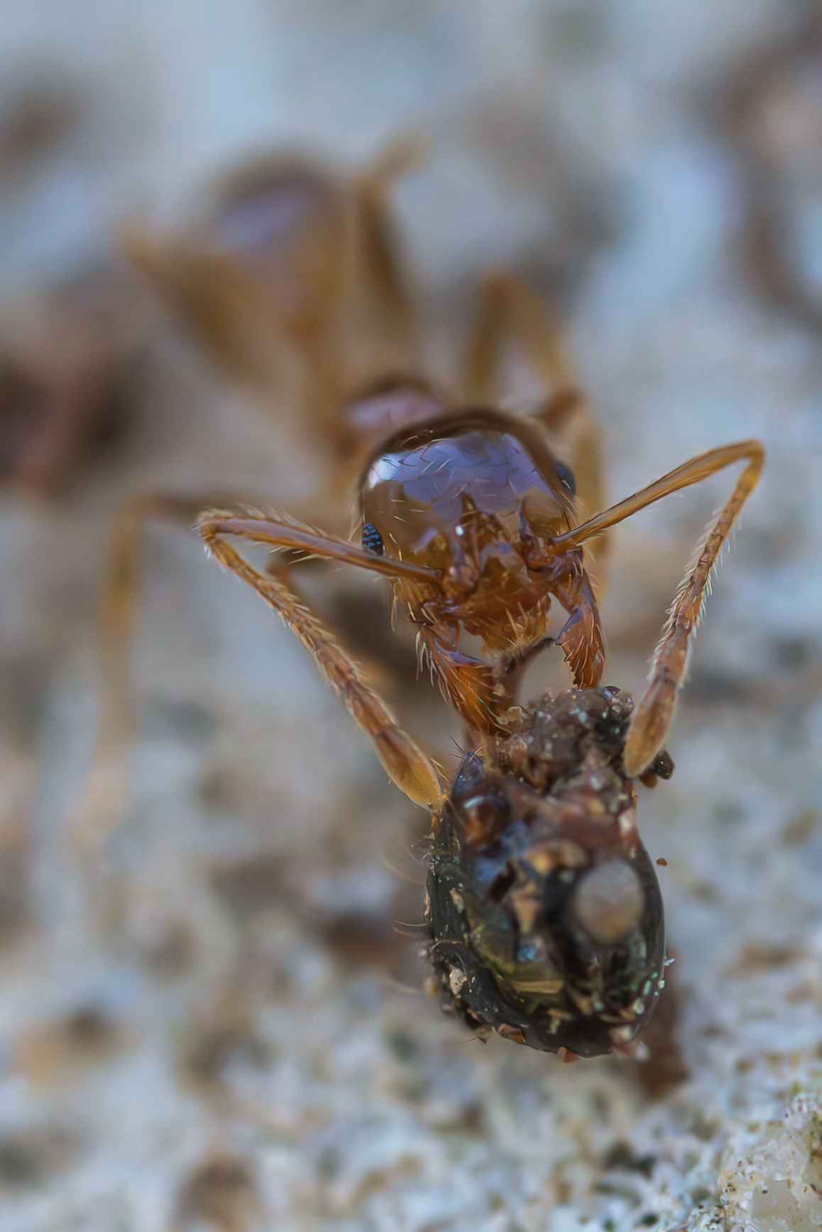 Pheidole pallidula