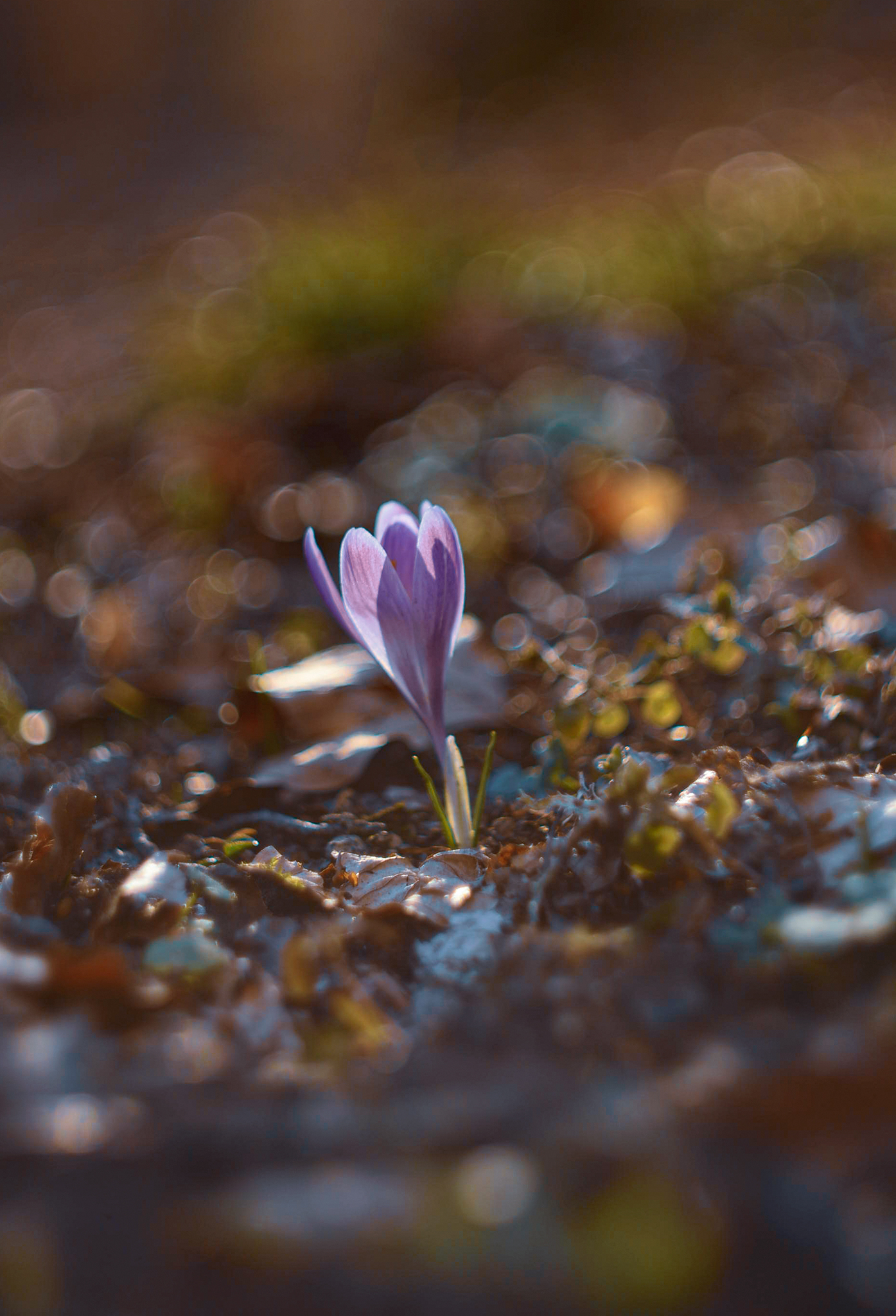 Crocus in beech forest